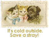 It's cold outside.  Save a stray!