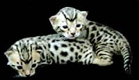 Bengal black spotted  kittens