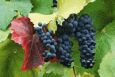 grapes.GIF (17767 bytes)