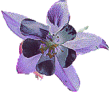 Columbine