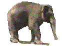 spinning elephant  animation